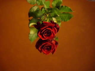 la rose frontal