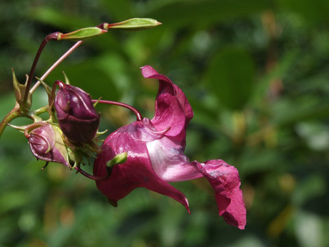 springkraut