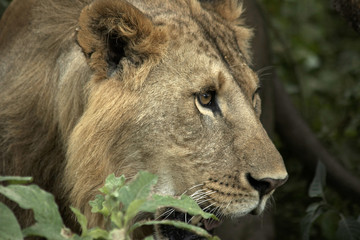 Head of wild lion
