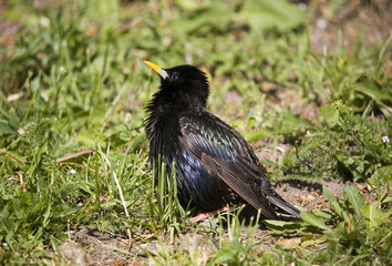 Young starling in grass in sunny day