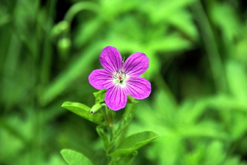 Fototapeta premium flower