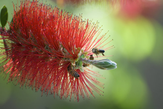 Bee