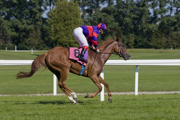 A horse and jockey in a flats race