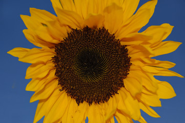 Naklejka premium sonnenblume