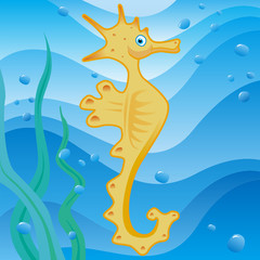 cute little seahorse