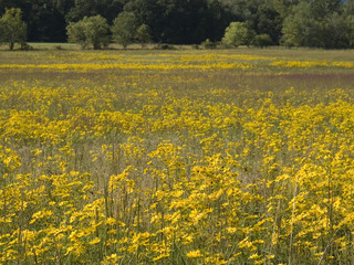 Field of yellow flowers