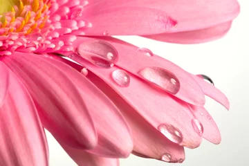 Photo sur Aluminium Fleurs flower and drops