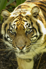 Sumatran Tigress.