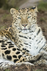 Amur Leopard (panthera pardus orientalis) looking at viewer
