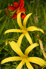 Yellow And Red Lillies