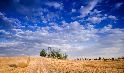 Fototapeta premium Bale in landscape