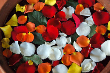 colorful rose petals in a bowl of water