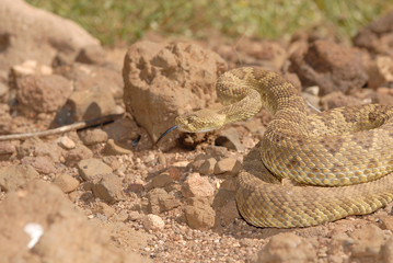 A mojave rattlesnake in a defensive posture.