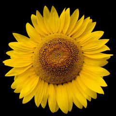 Fototapeta premium sunflower
