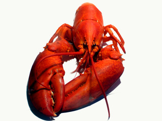 Homard