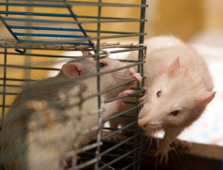 Obraz premium Two domestic rats communicate through a lattice