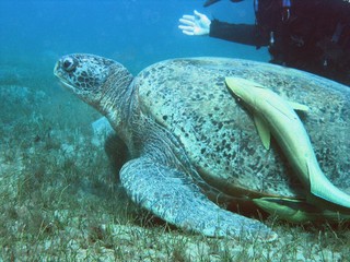 This way! - Schildkröte mit Putzerfisch und Taucher