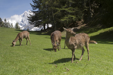 Naklejka na ściany i meble Deer przed Mont Blanc zakresie - orientacji poziomej