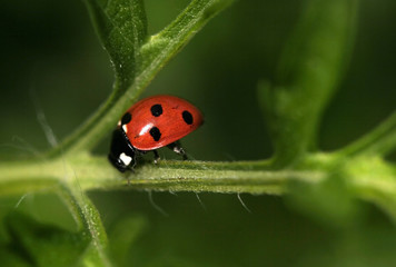 Lady Bug