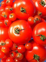 Nachtschattengewächs