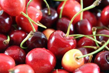 close-up of ripe cherry in first plan