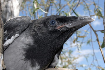 head of the crow 2.