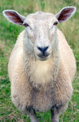 Fototapeta premium Deichschaf