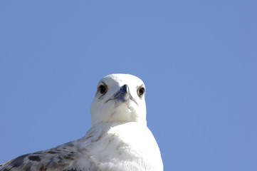 Portrait einer Möwe