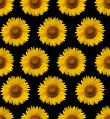 sunflower background