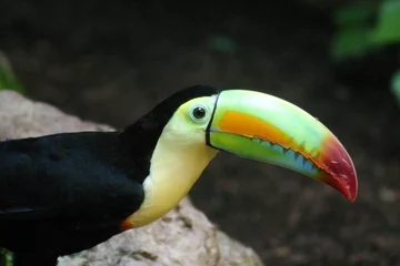 Acrylic prints Toucan toucan à bec carené