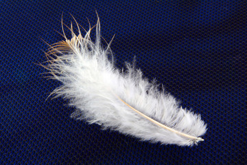 Obraz premium small feather close-up on a textured background