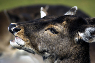 rehe