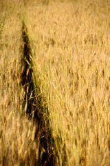 wheat ears in a wide field