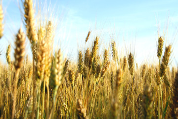 Fototapeta premium wheat ears close-up in a field