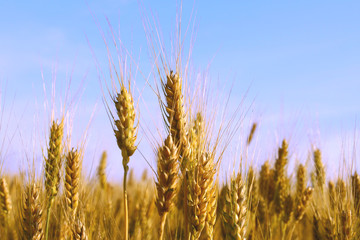 wheat ears close-up in a field