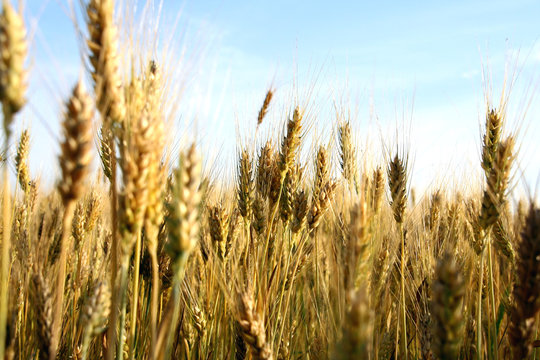 wheat ears close-up in a field