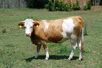 cow