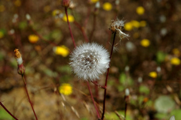 dandelion flower