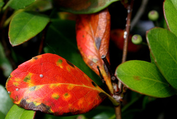 Red Leaf Detail