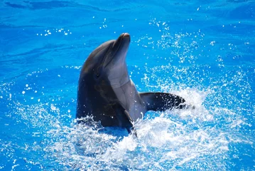 Gordijnen dolfijn © Fred