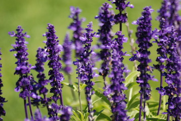 Naklejka premium mauve provence