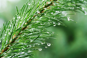 Rain drops on young pine branch