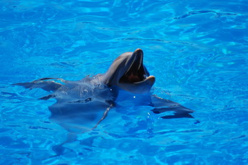 Obraz premium dauphin