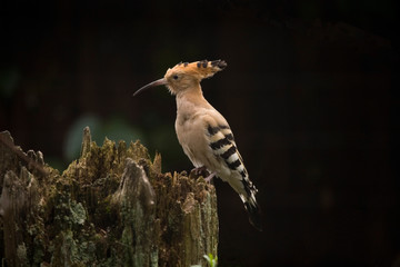 Hoopoe © Artur Michalak