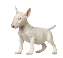 Naklejka premium Bull Terrier in front of a white background