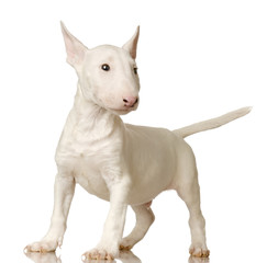 Bull Terrier in front of a white background
