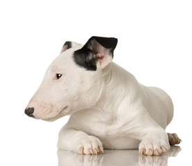 Bull Terrier in front of a white background