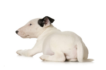 Obraz premium Bull Terrier in front of a white background