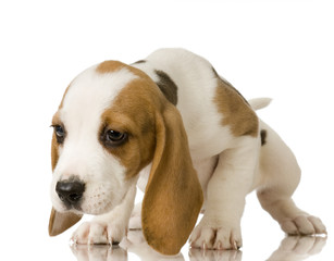 Beagle in front of white background