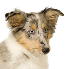 Border Collie in front of a white background